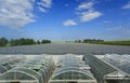 Greenhouse for early growers