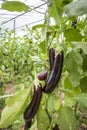 Greenhouse eggplant field agriculture Turkey / Antalya