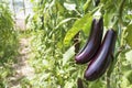 Greenhouse eggplant field agriculture Turkey / Antalya