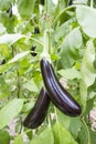 Greenhouse eggplant field agriculture Turkey / Antalya