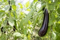 Greenhouse eggplant field agriculture Turkey / Antalya