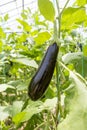 Greenhouse eggplant field agriculture Turkey / Antalya