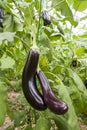 Greenhouse eggplant field agriculture Turkey / Antalya