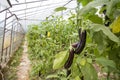 Greenhouse eggplant field agriculture Turkey / Antalya