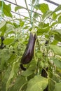 Greenhouse eggplant field agriculture Turkey / Antalya