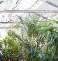 Greenhouse with exotic plants in flower pots. plant growing and gardening. green leaves of tropical plants. Royalty Free Stock Photo