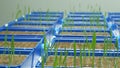 Greenhouse experimental cultivation technologically for scientific research of barley Hordeum vulgare and wheat Triticum