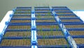 Greenhouse experimental cultivation technologically for scientific research of barley Hordeum vulgare and wheat Triticum