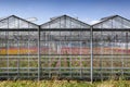 Greenhouse exterior in the Netherlands