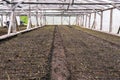 Greenhouse on the farm where they grow plants, vegetables and flowers. Young sprouts in the ground. Planting seedlings in the