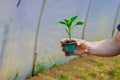 In a greenhouse, a farmer checks on the quality of pepper seedlings to ensure they are healthy