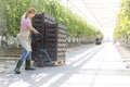 Farmer pushing tomato crates on pallet jack by plants at greenhouse Royalty Free Stock Photo