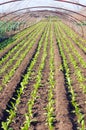 Greenhouse farming