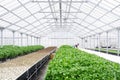 Greenhouse Farming Organic vegetable agriculture techno Royalty Free Stock Photo
