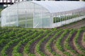 Greenhouse on the field Royalty Free Stock Photo
