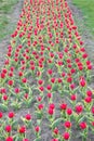 Greenhouse. field with tulips in netherlands. tulip field with various type and color. nature landscape sightseeing in