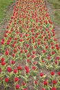 Greenhouse. field with tulips in netherlands. tulip field with various type and color. nature landscape sightseeing in