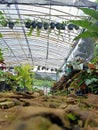 greenhouse filled with different types of plants, plant environment, plants and forests, full of plants and habitats, full room