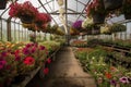 greenhouse filled with hanging baskets of vibrant flowers Royalty Free Stock Photo