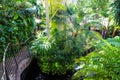 A greenhouse filled with lush green trees and plants with people standing around the plants with a winding staircase