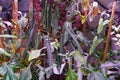 A greenhouse filled with rare Philodendron, Monstera and Anthuriums