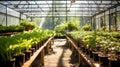 A greenhouse filled with rows of potted plants, AI Generative