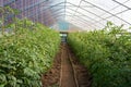 Greenhouse filled with tomato plants growing up orange twine, small farm