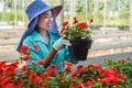 Greenhouse flower seedlings. The young woman`s hand holding a flower tree plant in a pot on hand, agriculture gardening backgroun Royalty Free Stock Photo