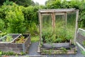 Greenhouse with flowering tomato plants