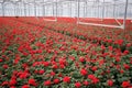 Greenhouse Flowers