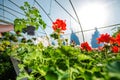 Greenhouse Flowers Cultivation