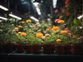 greenhouse with flowers grown in pots illuminated by electronic lamps