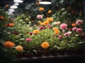 greenhouse with flowers grown in pots illuminated by electronic lamps