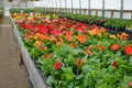 Greenhouse Flowers