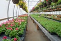 Greenhouse Flowers