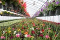 Greenhouse Flowers