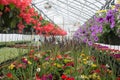 Greenhouse Flowers