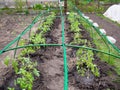 Greenhouse frame with crossbars from garden arches Royalty Free Stock Photo