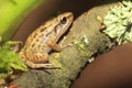 Greenhouse frog