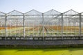 Greenhouse full of blossoming flowers in the netherlands Royalty Free Stock Photo