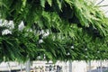 Greenhouse full of Boston ferns Nephrolepis exaltata among string lights