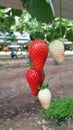 Red fresh strawberries in the field tasty Royalty Free Stock Photo