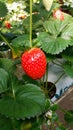 Red fresh strawberries in the field tasty Royalty Free Stock Photo