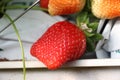 Red fresh strawberries in the field tasty Royalty Free Stock Photo