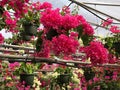 Greenhouse full of pink and white Bougainvillea.