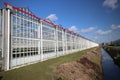 Greenhouse full of roses in Moerkapelle in the sun with blue sky in the Netherlands.