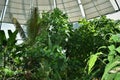 Greenhouse full of tropical green plants in Botanical Garden Zurich