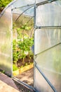 Greenhouse in the garden with oped door Royalty Free Stock Photo