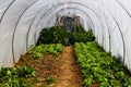 Greenhouse garden with vegetables