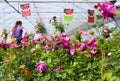 Greenhouse for growing roses